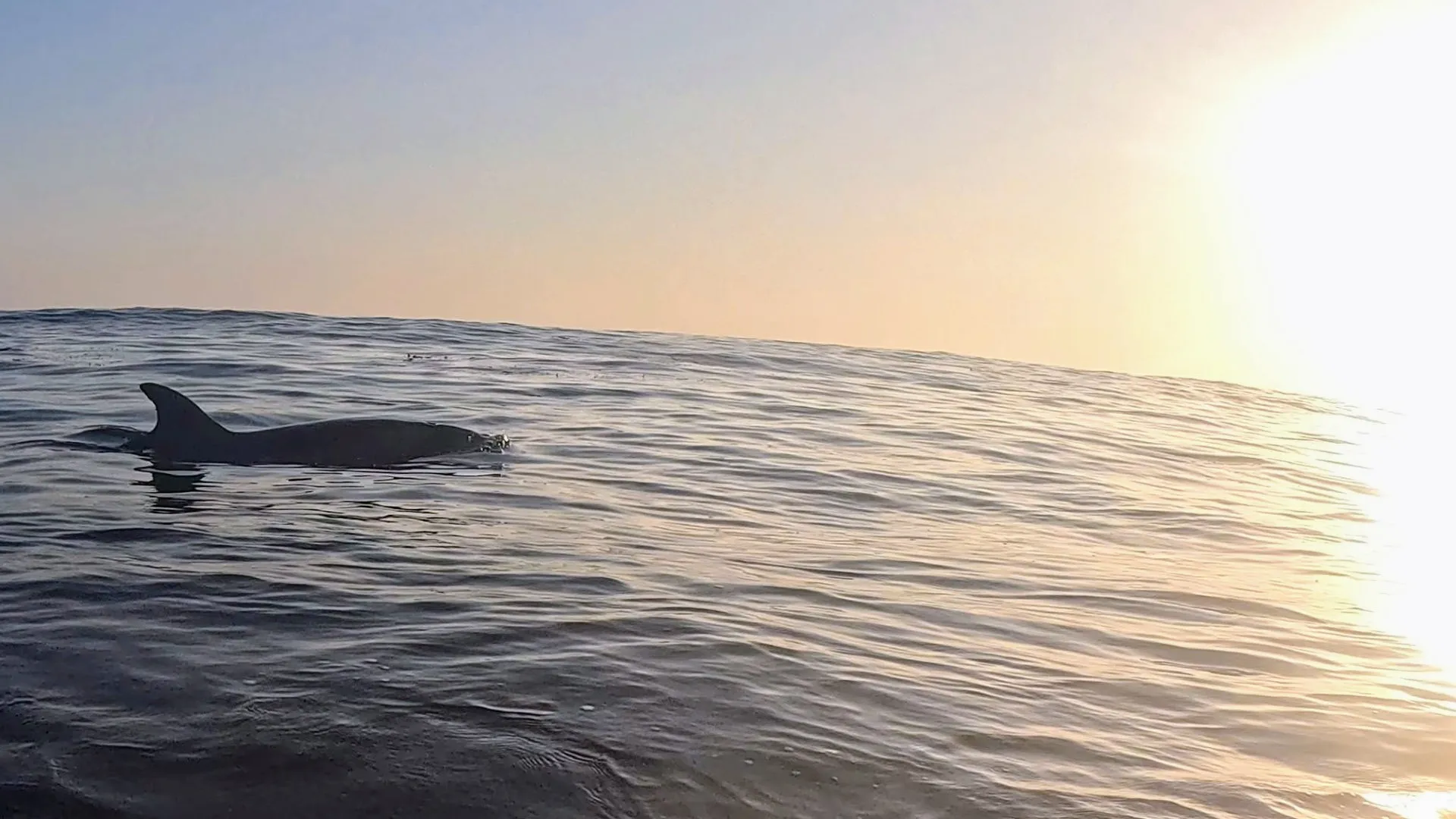 Dolphin in the ocean